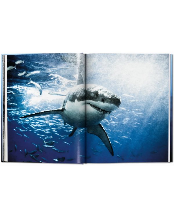Sharks. Face-to-Face with the Ocean's Endangered Predator
