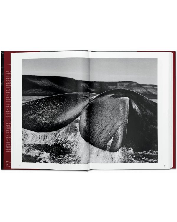 Sebastião Salgado. Genesis