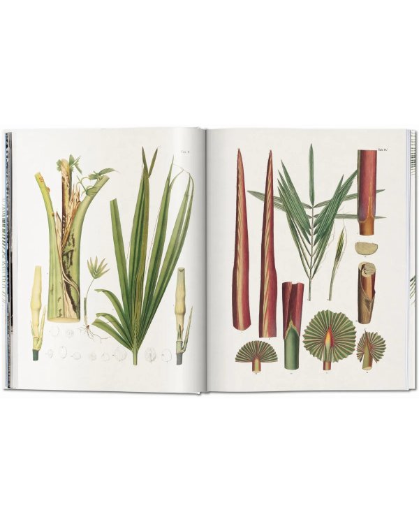 Martius. The Book of Palms