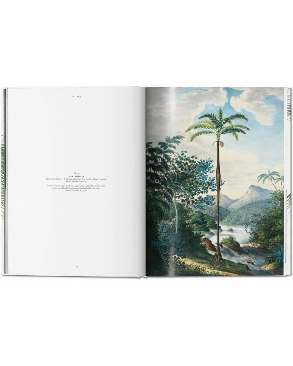 Martius. The Book of Palms