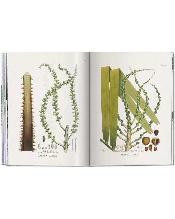 Martius. The Book of Palms