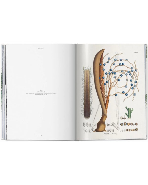 Martius. The Book of Palms