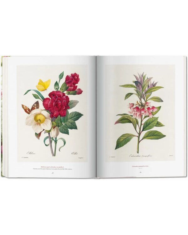 Redoute: The Book of Flowers XL