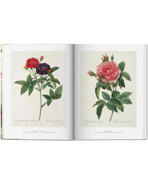 Redoute: The Book of Flowers XL