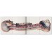 Bourgery. Atlas of Human Anatomy and Surgery