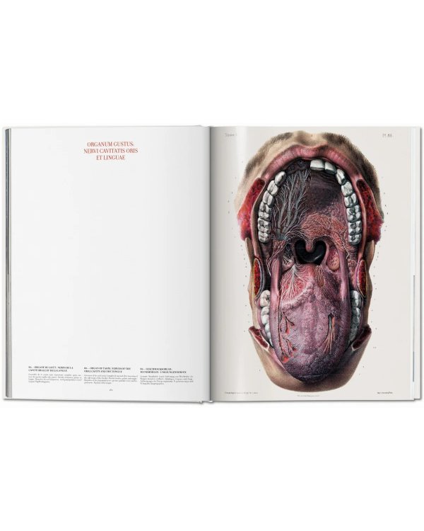Bourgery. Atlas of Human Anatomy and Surgery