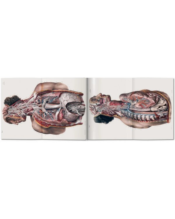 Bourgery. Atlas of Human Anatomy and Surgery