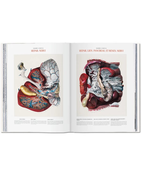 Bourgery. Atlas of Human Anatomy and Surgery