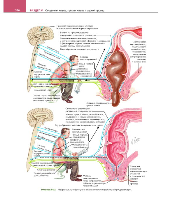 Гастроэнтерология с иллюстрациями Неттера. В 2 ч. (комплект из 2 кн.)