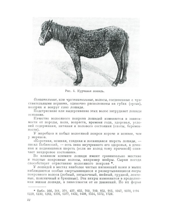 Экстерьер лошади