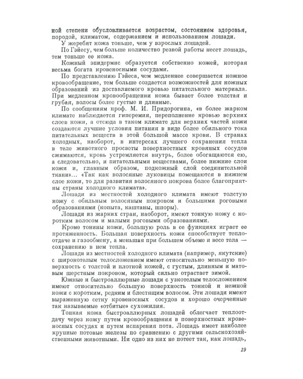 Экстерьер лошади
