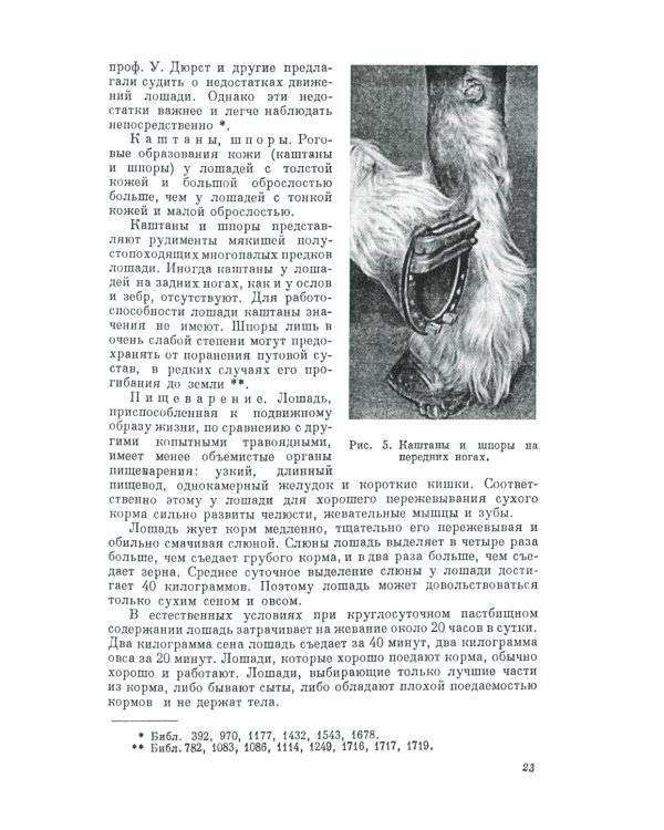 Экстерьер лошади