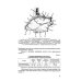 Функциональная анатомия ЛОР-органов. 2-е изд., стер