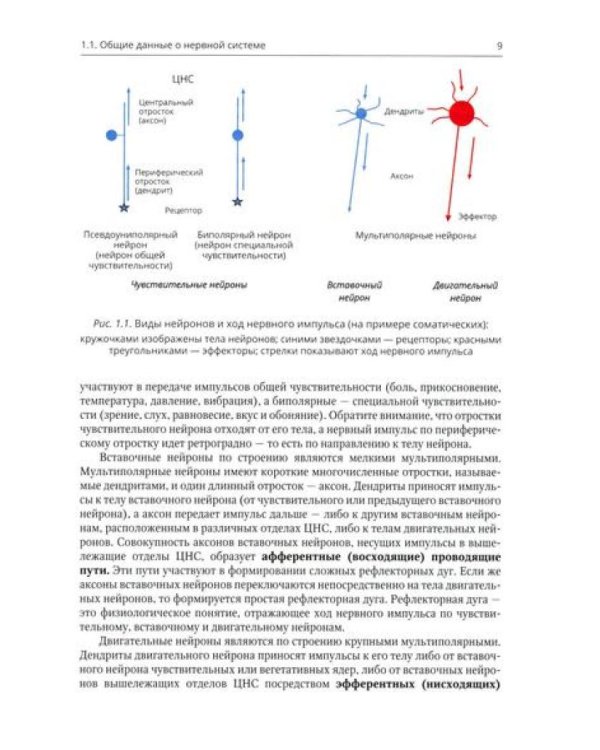 Анатомия черепных нервов и парасимпатической части вегетативной нервной системы
