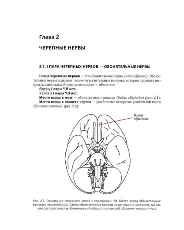 Анатомия черепных нервов и парасимпатической части вегетативной нервной системы