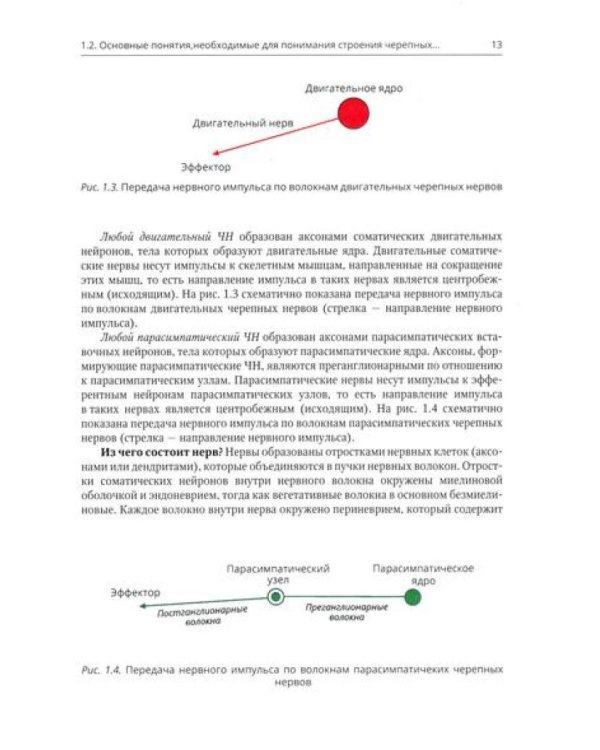 Анатомия черепных нервов и парасимпатической части вегетативной нервной системы