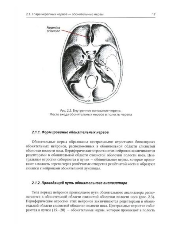 Анатомия черепных нервов и парасимпатической части вегетативной нервной системы