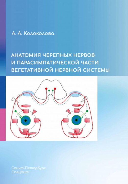 Анатомия черепных нервов и парасимпатической части вегетативной нервной системы