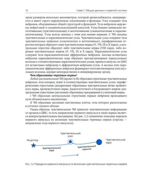 Анатомия черепных нервов и парасимпатической части вегетативной нервной системы
