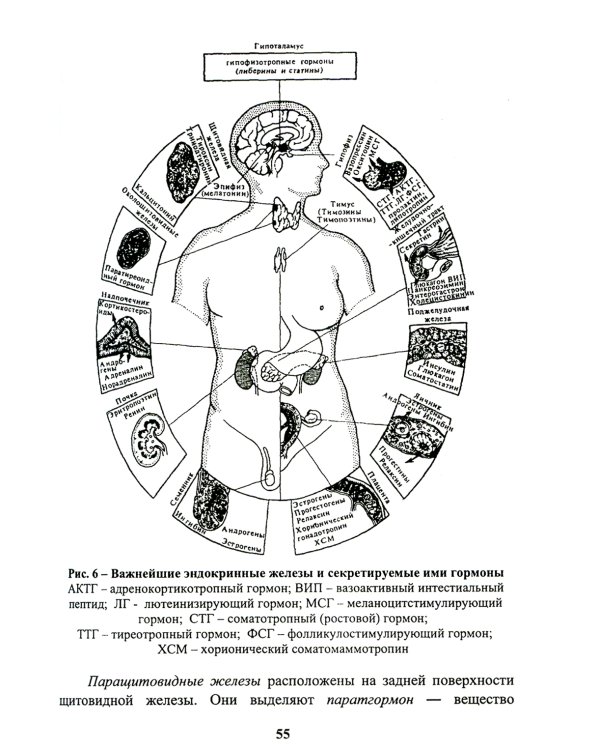 Энциклопедия питания. В 10 т. Т. 1: Организм человека и питание. Справочное издание. 2-е изд., стер