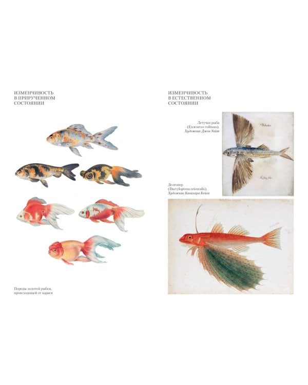 Происхождение видов путем естественного отбора