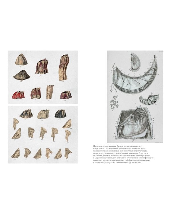 Происхождение видов путем естественного отбора