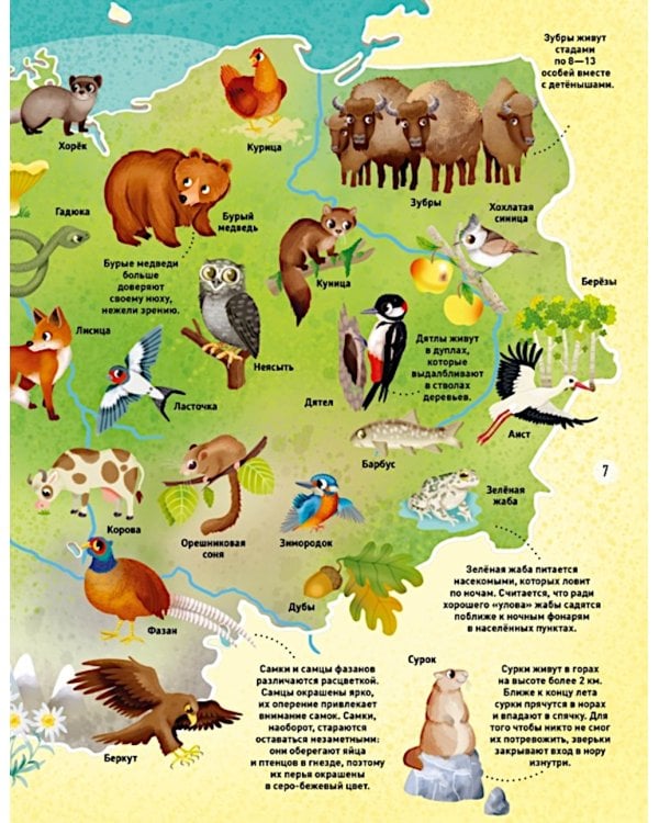 Мир животных в картинках