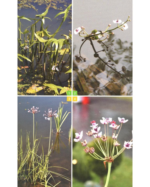 Травянистые растения средней полосы России: Фотоопределитель. 2-е изд., доп.и перераб