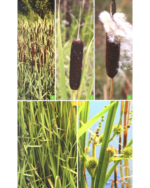 Травянистые растения средней полосы России: Фотоопределитель. 2-е изд., доп.и перераб