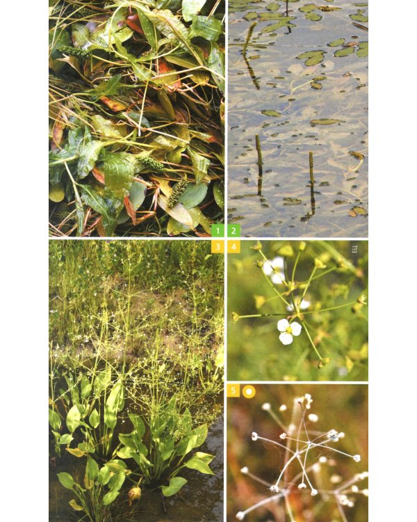 Травянистые растения средней полосы России: Фотоопределитель. 2-е изд., доп.и перераб