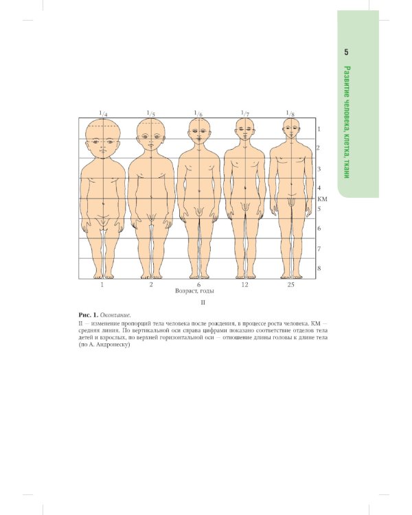 Анатомия человека. Атлас: Учебное пособие для медицинских училищ и колледжей