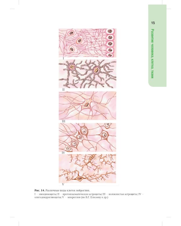 Анатомия человека. Атлас: Учебное пособие для медицинских училищ и колледжей