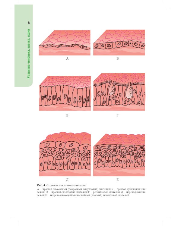 Анатомия человека. Атлас: Учебное пособие для медицинских училищ и колледжей