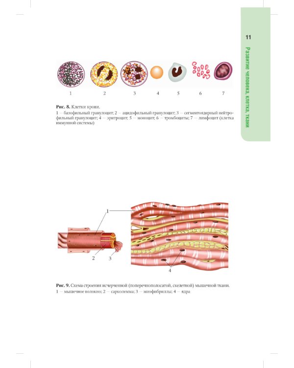 Анатомия человека. Атлас: Учебное пособие для медицинских училищ и колледжей