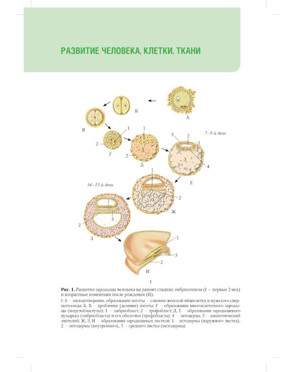 Анатомия человека. Атлас: Учебное пособие для медицинских училищ и колледжей