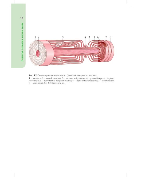 Анатомия человека. Атлас: Учебное пособие для медицинских училищ и колледжей