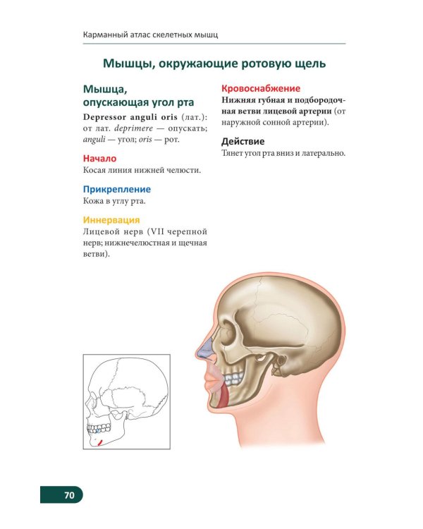 Карманный атлас скелетных мышц: Иллюстрированный справочник