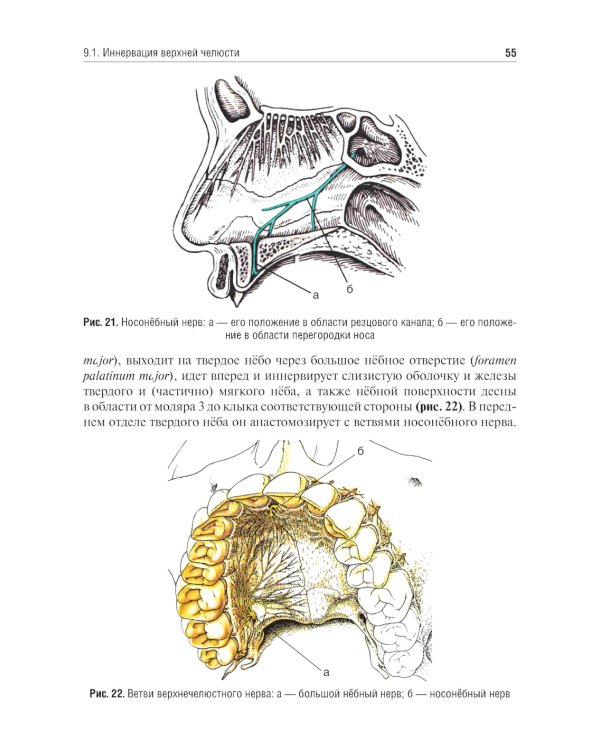 Местное обезболивание в стоматологии: Учебное пособие. 2-е изд., испр. и доп