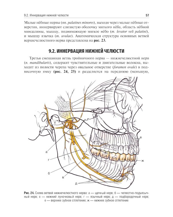 Местное обезболивание в стоматологии: Учебное пособие. 2-е изд., испр. и доп