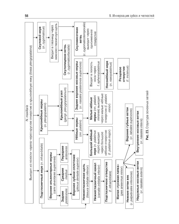 Местное обезболивание в стоматологии: Учебное пособие. 2-е изд., испр. и доп