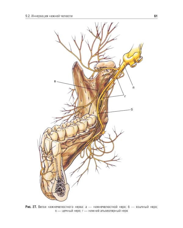 Местное обезболивание в стоматологии: Учебное пособие. 2-е изд., испр. и доп