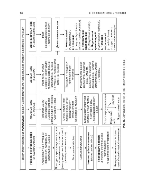 Местное обезболивание в стоматологии: Учебное пособие. 2-е изд., испр. и доп