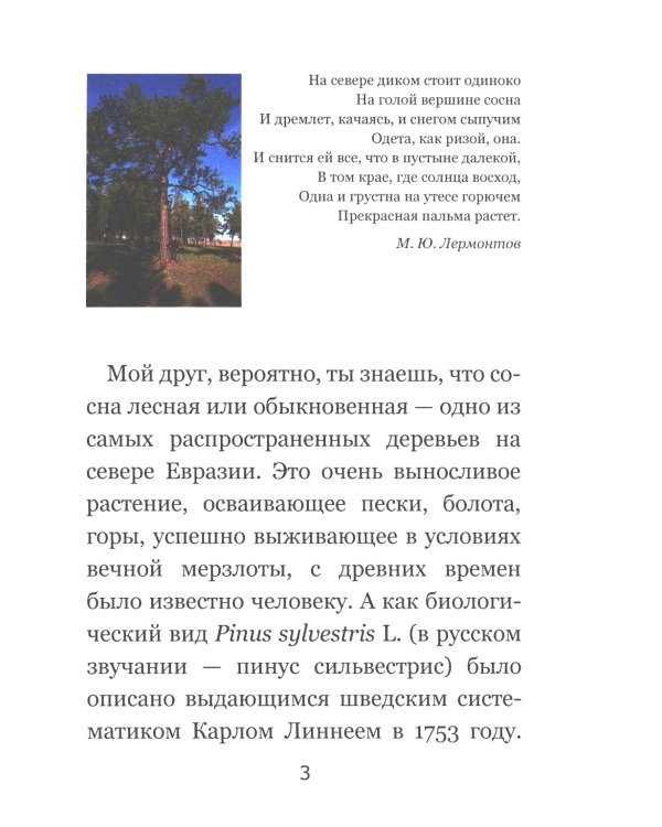 Тайны соснового леса