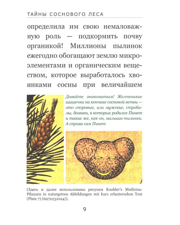 Тайны соснового леса