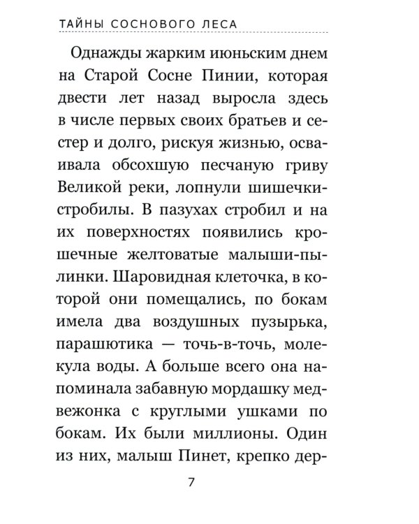Тайны соснового леса