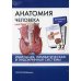 Анатомия человека: карточки. (32 шт). Иммунная, лимфатическая и эндокринная системы Анатомия человека: карточки. (32 шт). Иммунная, лимфатическая и эндокринная системы