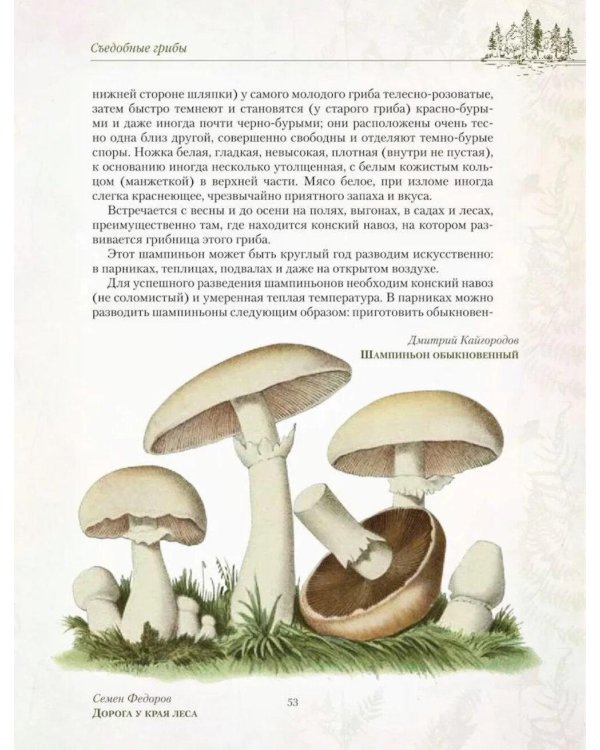 Дополнительное изображение книги «Русский лес. Грибы и ягоды»