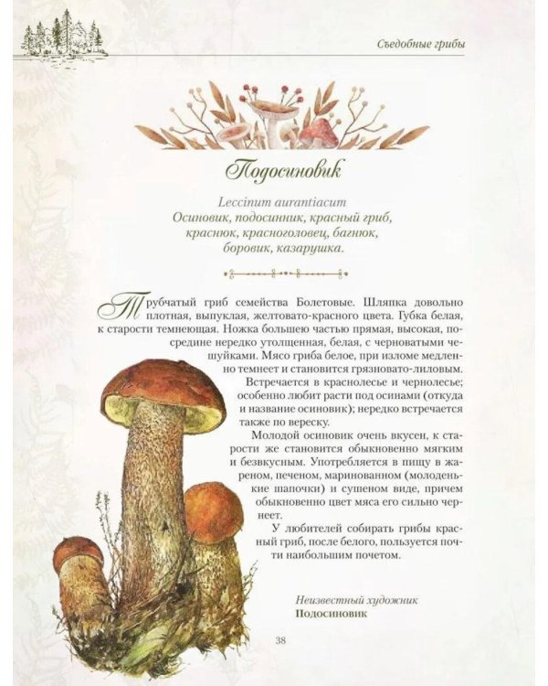 Дополнительное изображение книги «Русский лес. Грибы и ягоды»