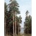 Дополнительное изображение книги «Русский лес. Грибы и ягоды»
