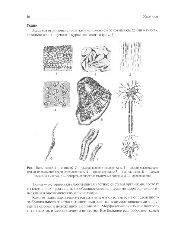 Анатомия человека: Учебник. 13-е изд., испр. и доп